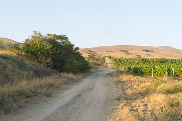 Rural road along the vineyard