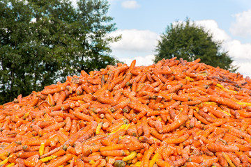 Many orange Carrots lying on farm