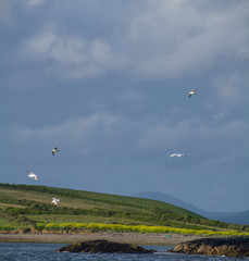 Bantry Bay,Wild Atlantic Way, Ireland