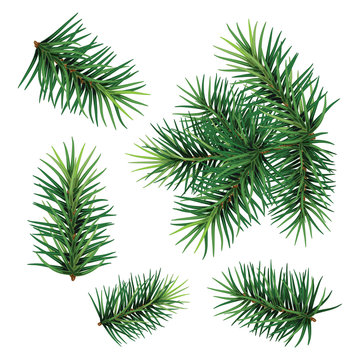 Set:  fir-tree branches for festive design. Close-up. Isolated. Christmas. New Year.