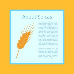 About Spices Informative Poster. Ear Grain-Bearing Tip