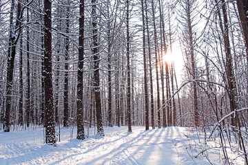 The sun in a cold winter forest