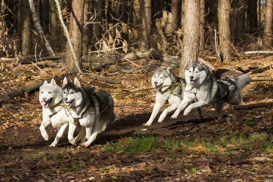 Sledehonden team rent door het bos.