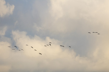 Obraz premium Kraniche, (Grus grus), Nationalpark Vorpommersche Boddenlandschaft, Fischland-Darß-Zingst, Mecklenburg-Vorpommern, Deutschland, Europa