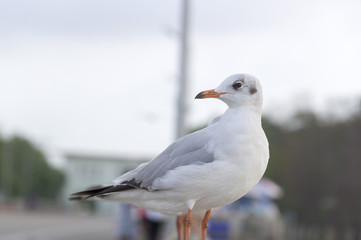 Naklejka premium Seagull