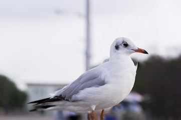 Seagull