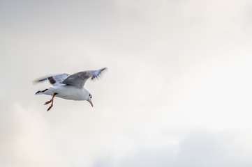 Obraz premium Seagull