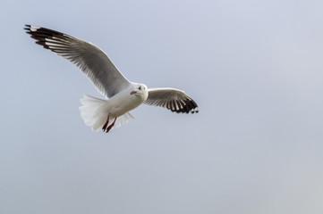 Seagull