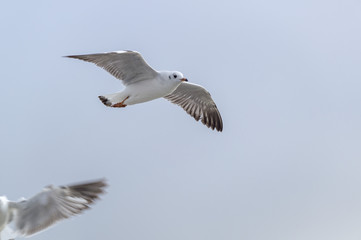 Seagull