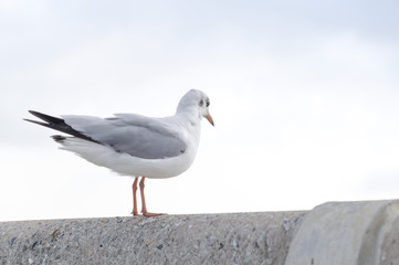 Seagull