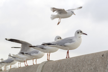 Seagull