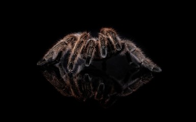 Fototapeta premium Vogelspinne Grammostola porteri isoliert auf schwarzem Hintergrund