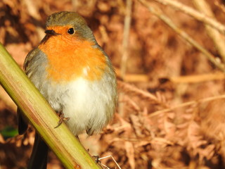 Robin sitting on a branch