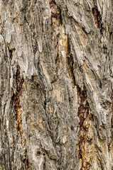 Bark of a tree close up, texture