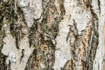 Bark of a tree close up, texture