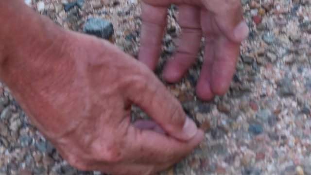 A tracking shot of a galgupha beetle as a man tries to catch it.