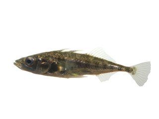 stickleback on white background