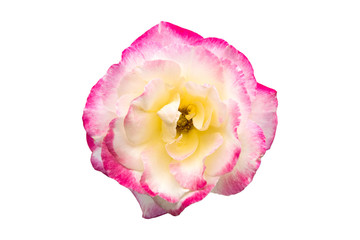 beautiful rose flower isolated on white background with clipping path.