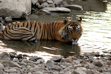 Tiger drinking water and cooling off in the pond at Ranthambore National Park, India