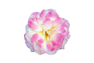 beautiful rose flower isolated on white background with clipping path.