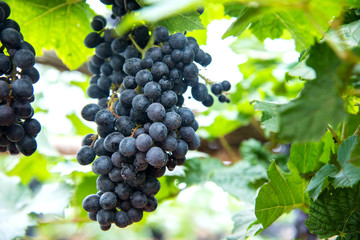  bunches of ripe red wine grapes.