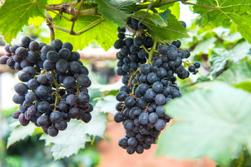  bunches of ripe red wine grapes.