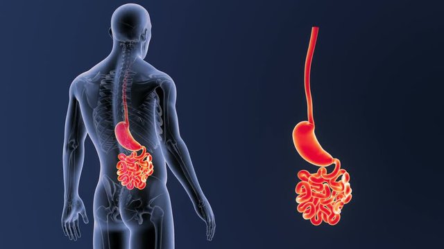Stomach and Small Intestine zoom with Skeleton