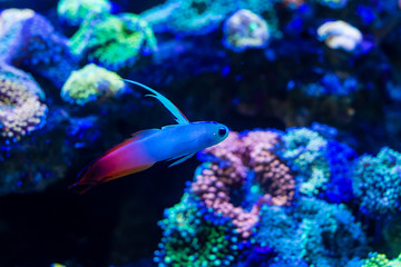 Firefish (Nemateleotris magnifica) in reef tank