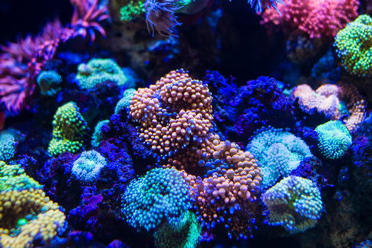 Colorful Ricordea florida Mushroom Coral