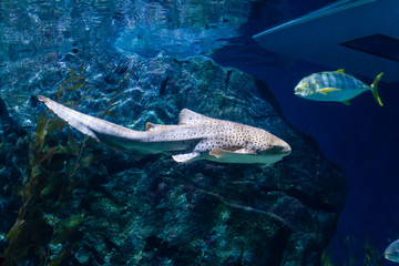 Zebra shark (Stegostoma fasciatum) swimming