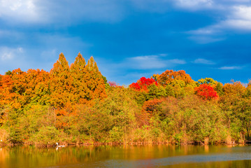 Obraz premium Beautiful autumn leaves landscape in Shakujii Park, Tokyo, Japan