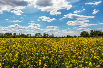 Obraz premium rapeseed