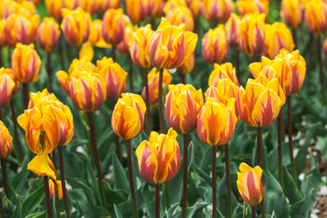 tulip yellow flowers