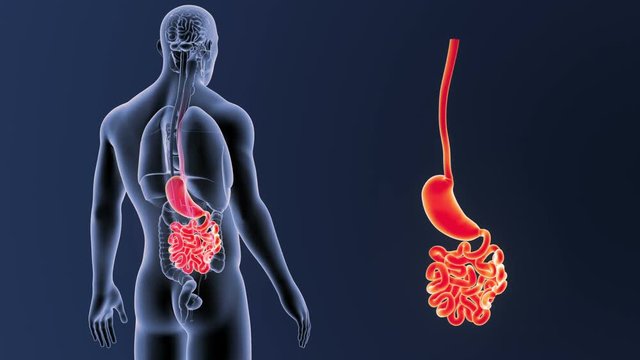 Stomach and Small Intestine zoom with Organs