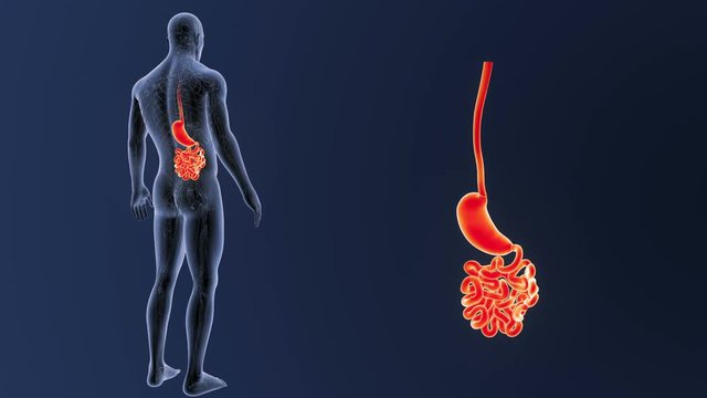Stomach and Small Intestine zoom with Circulatory System