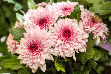 Pink chrysanthemum flowers macro image
