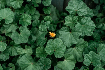 Yellow flower on a concept in the middle of green flowers. Summer landscape in the city. The idea is one against all.