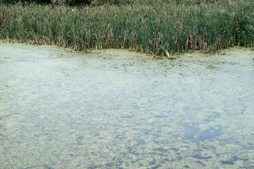 Reeds by lake, a spring day, in nature, a pond overgrown with grass, in the park on an ice evening. Green water with mud.