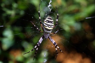 spider waiting in the net trap