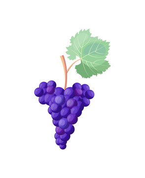 Icon of Red Ripe Grapes on Vector Illustration