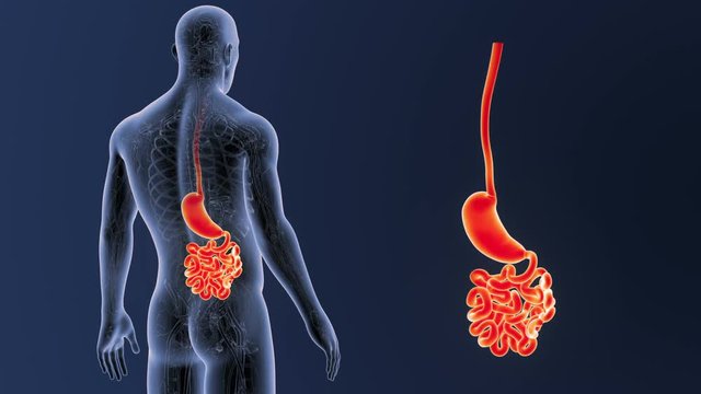 Stomach and Small Intestine zoom with Circulatory System