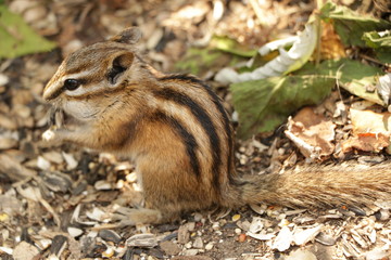 Chipmunk
