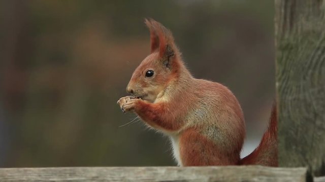 Single red squirrel sits and eats from it's paws and than runs away (720p, 25fps)