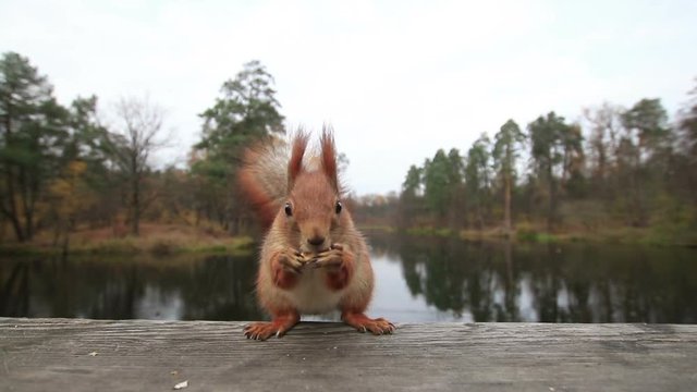 Funny squirrel grabs the walnut at the wooden bridge in a park and run away (1080p, 25fps)
