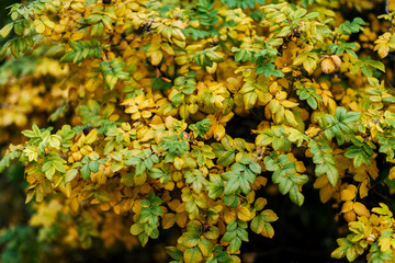 Beautiful background yellow green leaves of bushes. Sunny weather. Bright leaves on a branch. Background nature in the park by the curb. Autumn landscape close-up.