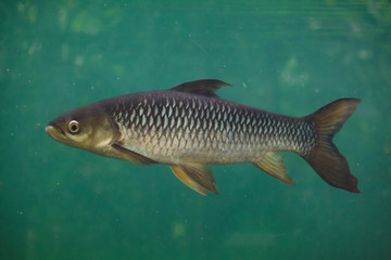 Hoven's carp (Leptobarbus hoevenii)