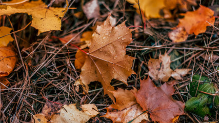 Autumn leaves on the ground, a variety of flowers, in the autumn afternoon yellow green brown plants.