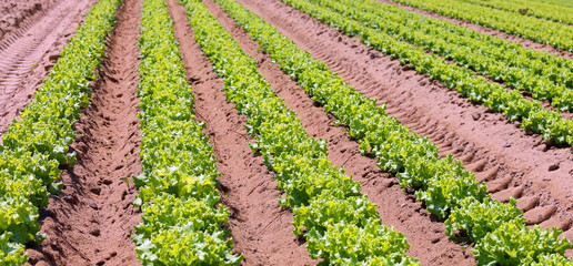 Fototapeta na wymiar intensive cultivation of green lettuce in fertile sandy soil in