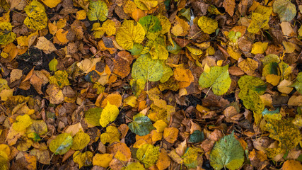 Brightly yellow yellow leaves in a park on the ground. Autumn day in the city. Nature in the fresh air.