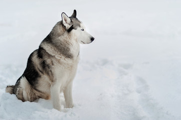 Naklejka premium dog husky on snow. Symbol of new year 2018